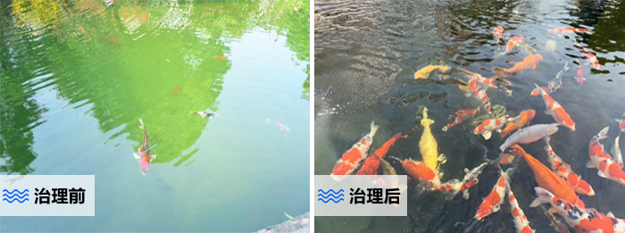 魚池水處理效果對比