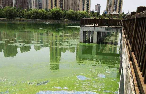 室外魚(yú)池水發(fā)綠怎么處理?別慌,這些好方法幫你解決問(wèn)題