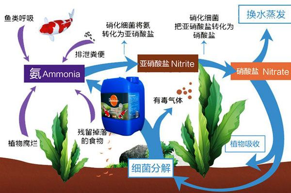 魚塘微生物劑