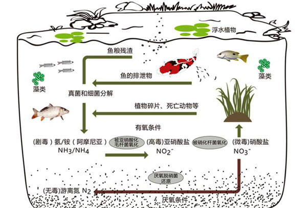 魚池生態(tài)凈化系統(tǒng)