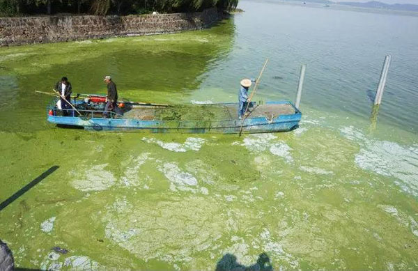 景觀魚池湖靛現(xiàn)象