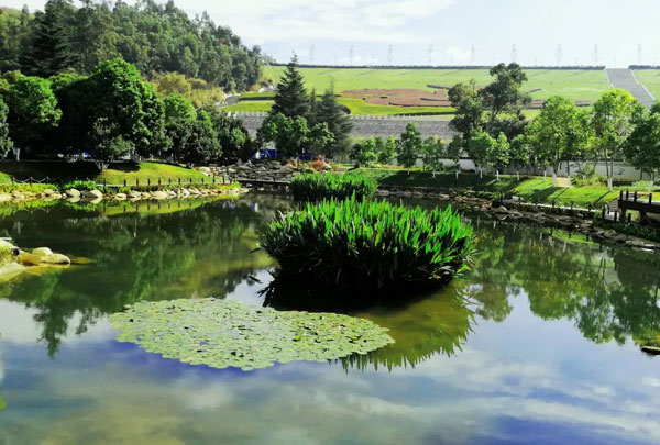 人工湖里種了沉水植物為什么水質(zhì)還很差?