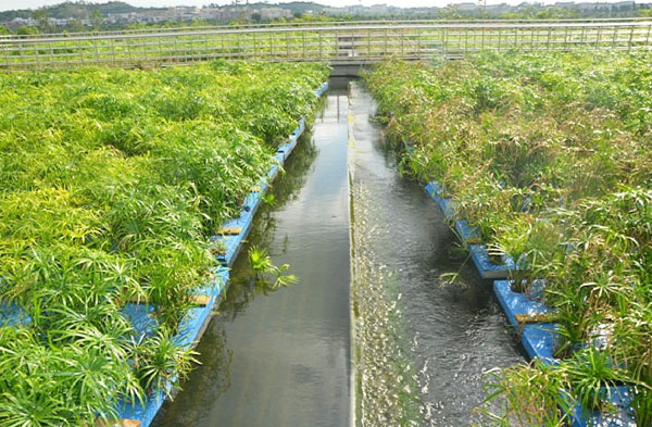 人工湖里種了沉水植物為什么水質(zhì)還很差