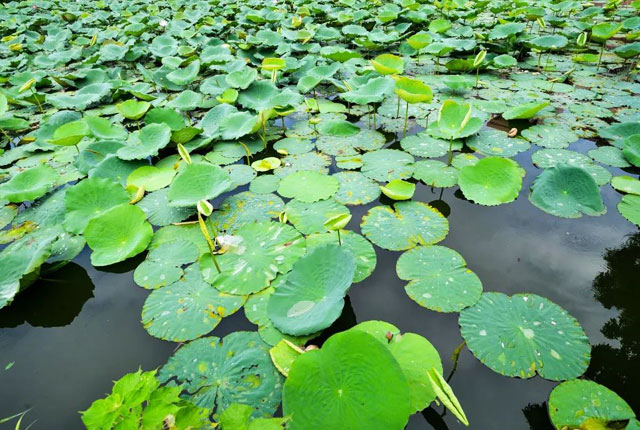 水生植物